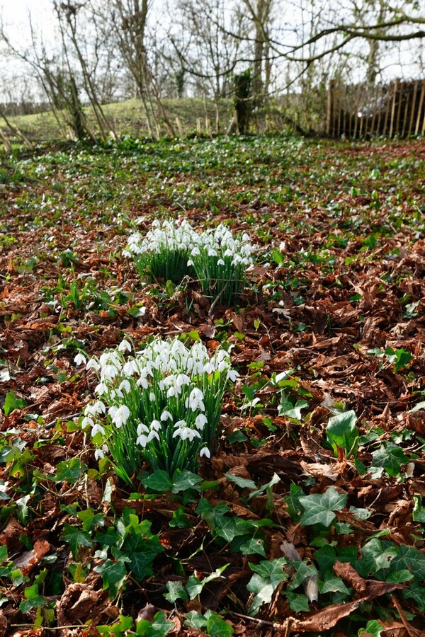 Snowdrop clumps